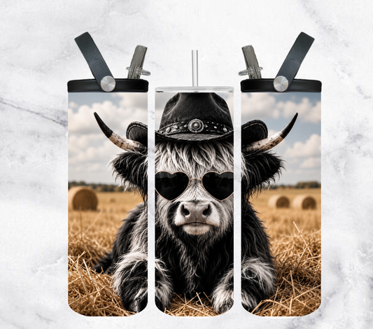 Hyland cow 3